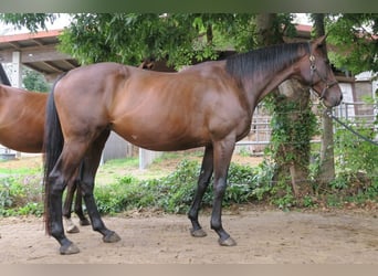 Thoroughbred, Mare, 9 years, Bay-Dark