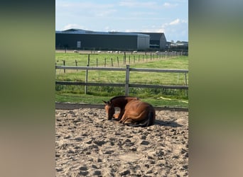 Thoroughbred, Mare, 9 years, Brown