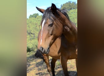 Thoroughbred, Mare, 9 years, Brown