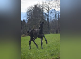 Thoroughbred, Mare, Foal (03/2026), 11.2 hh, Black