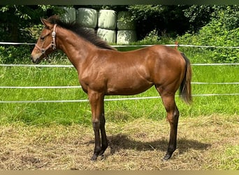 Thoroughbred, Mare, Foal (02/2024), 13 hh, Brown