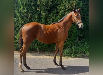 Thoroughbred, Mare, Foal (04/2023), 15.2 hh, Brown