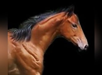 Thoroughbred, Mare, Foal (04/2023), 15.2 hh, Brown