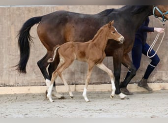 Thoroughbred, Mare, Foal (03/2024), Chestnut-Red