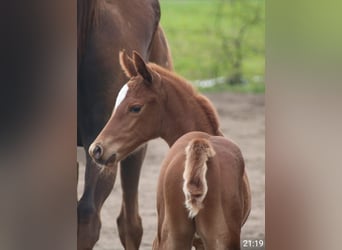 Thoroughbred, Mare, Foal (04/2026), Chestnut-Red