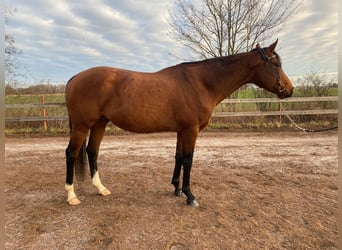 Thoroughbred, Stallion, 10 years, 15,2 hh, Brown