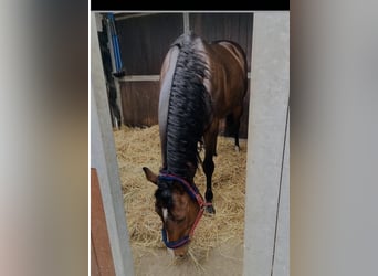 Thoroughbred, Stallion, 10 years, 16.1 hh, Brown