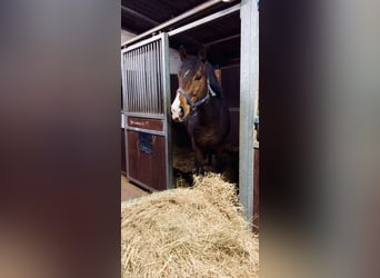 Thoroughbred, Stallion, 10 years, 16,1 hh, Brown