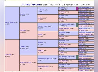 Thoroughbred, Stallion, 11 years, 16,3 hh, Chestnut-Red