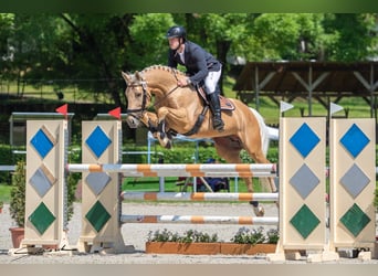 Thoroughbred, Stallion, 12 years, 16.1 hh, Palomino