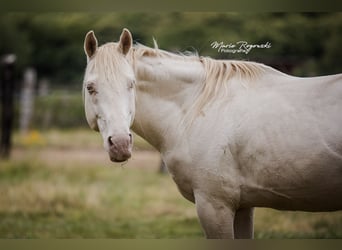 Thoroughbred, Stallion, 15 years, 15,2 hh, Perlino