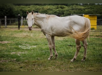 Thoroughbred, Stallion, 16 years, 15,2 hh, Perlino