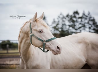 Thoroughbred, Stallion, 16 years, 15,2 hh, Perlino
