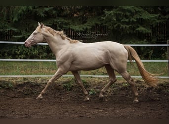 Thoroughbred, Stallion, 16 years, 15,2 hh, Perlino