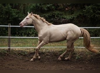 Thoroughbred, Stallion, 16 years, 15,2 hh, Perlino