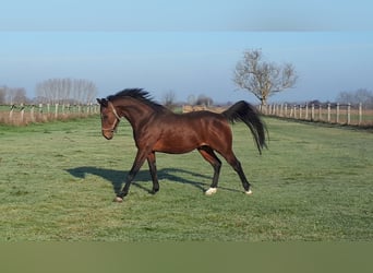 Thoroughbred, Stallion, 17 years, 15.2 hh, Bay