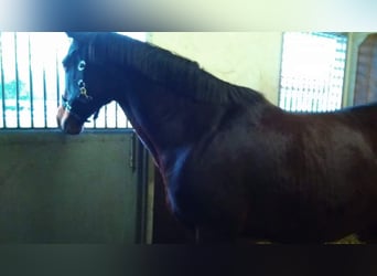 Thoroughbred, Stallion, 18 years, 15,2 hh, Smoky-Black