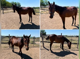 Thoroughbred, Stallion, 1 year, 13.1 hh, Brown