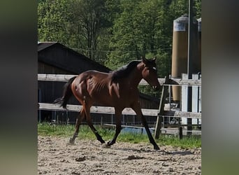 Thoroughbred, Stallion, 1 year, 14.3 hh, Brown