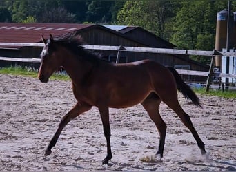 Thoroughbred, Stallion, 1 year, 14.3 hh, Brown