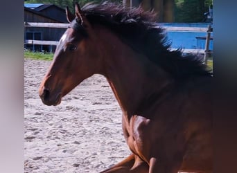 Thoroughbred, Stallion, 1 year, 14.3 hh, Brown