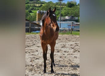 Thoroughbred, Stallion, 1 year, 14.3 hh, Brown