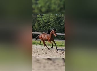 Thoroughbred, Stallion, 1 year, 14.3 hh, Brown