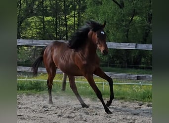 Thoroughbred, Stallion, 1 year, 14.3 hh, Brown