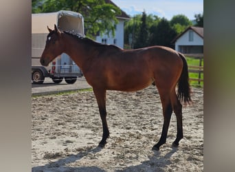 Thoroughbred, Stallion, 1 year, 14.3 hh, Brown