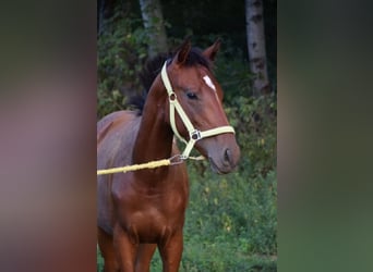 Englisches Vollblut, Hengst, 1 Jahr, 15,2 hh, Rotbrauner