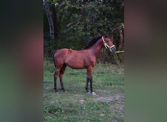 Englisches Vollblut, Hengst, 1 Jahr, 15,2 hh, Rotbrauner