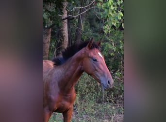 Englisches Vollblut, Hengst, 1 Jahr, 15,2 hh, Rotbrauner