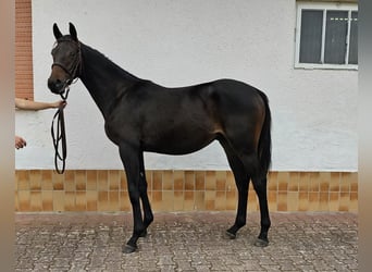 Thoroughbred, Stallion, 1 year, 16 hh, Bay-Dark