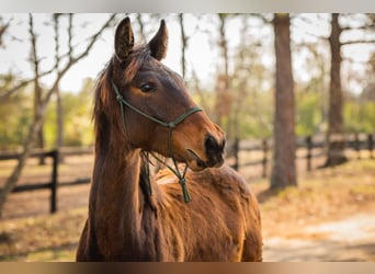 Thoroughbred Mix, Stallion, 1 year, 16,2 hh, Brown
