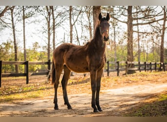Thoroughbred Mix, Stallion, 1 year, 16,2 hh, Brown