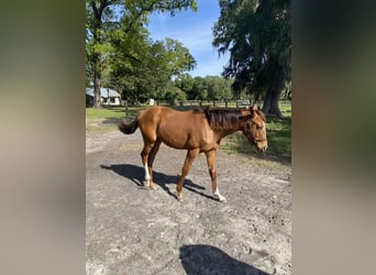 Thoroughbred, Stallion, 1 year, Bay