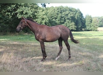 Thoroughbred, Stallion, 1 year, Can be white
