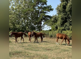 Thoroughbred, Stallion, 1 year, Chestnut