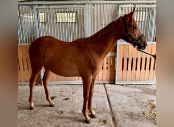 Thoroughbred, Stallion, 1 year, Chestnut