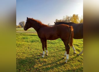 Thoroughbred, Stallion, 1 year, Chestnut-Red