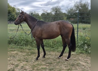 Thoroughbred, Stallion, 2 years, 15,2 hh, Brown