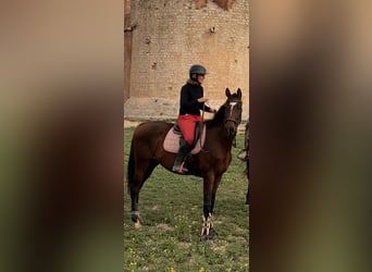 Thoroughbred, Stallion, 3 years, 15.2 hh, Brown