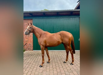 Thoroughbred, Stallion, 3 years, 15,3 hh, Chestnut-Red