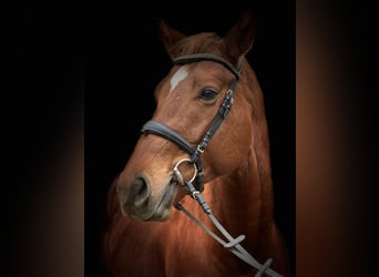 Thoroughbred, Stallion, 3 years, 16,1 hh, Chestnut