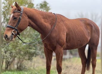 Thoroughbred, Stallion, 3 years, 16,1 hh, Chestnut