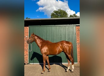 Thoroughbred, Stallion, 3 years, 16 hh, Chestnut-Red