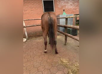 Thoroughbred, Stallion, 3 years, 16,1 hh, Brown