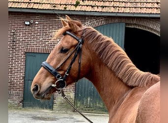Thoroughbred, Stallion, 4 years, 15.2 hh, Chestnut-Red