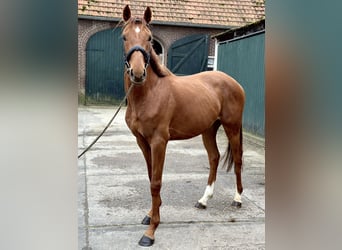 Thoroughbred, Stallion, 4 years, 15.2 hh, Chestnut-Red