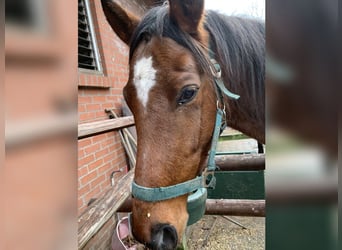 Thoroughbred, Stallion, 4 years, 16.1 hh, Brown